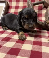AKC Female, a female Miniature Dachshund for sale in Strawberry, AR – 3 of 7