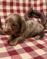 AKC Male, a male Miniature Dachshund for sale in Strawberry, AR – 4 of 10