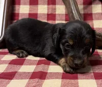 AKC Female, a female Miniature Dachshund for sale in Strawberry, AR – 2 of 7