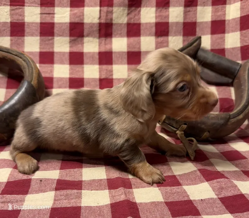 AKC Male – Miniature Dachshund puppy for sale in Strawberry, AR