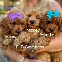 processed/827444c5-4704-43d8-a6b2-fc9b1d92d00c/facility/f8eafe2d-bb72-46ff-bad8-7c7f06878d20