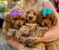 processed/827444c5-4704-43d8-a6b2-fc9b1d92d00c/facility/f8eafe2d-bb72-46ff-bad8-7c7f06878d20