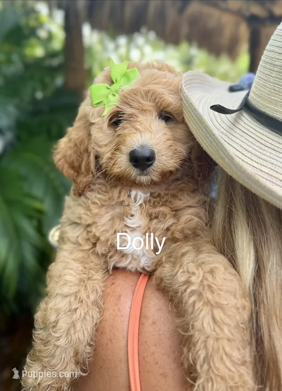 Dolly – Miniature Goldendoodle puppy for sale in Miramar, FL