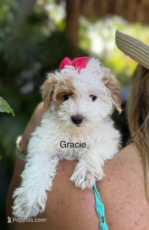 Ms Gracie – Maltipoo puppy for sale in Miramar, FL