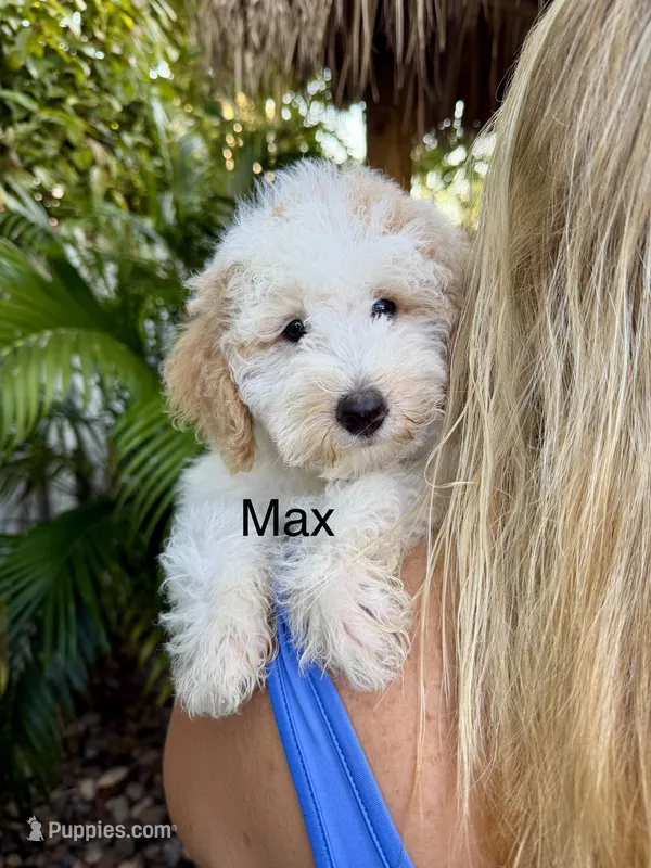 Mini Max