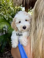 Mini Max, a male Miniature Bernedoodle for sale in Miramar, FL – Photo 1 of 6