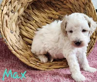 Mini Max, a male Miniature Bernedoodle for sale in Miramar, FL – Photo 3 of 6