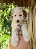 Mini Max, a male Miniature Bernedoodle for sale in Miramar, FL – Photo 2 of 6
