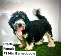 Mini Max, a male Miniature Bernedoodle for sale in Miramar, FL – Photo 4 of 6