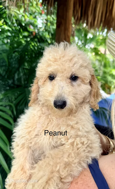 Mr. Peanut – Miniature Goldendoodle puppy for sale in Miramar, FL