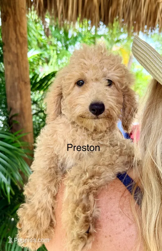 Mr. Prenston – Miniature Goldendoodle puppy for sale in Miramar, FL