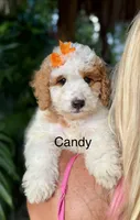 Ms. Candy, a female Miniature Goldendoodle for sale in Miramar, FL – 1 of 1