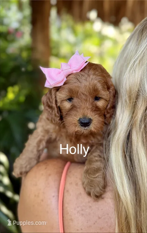 Ms Holly – Miniature Goldendoodle puppy for sale in Miramar, FL