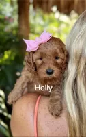 Ms Holly, a female Miniature Goldendoodle for sale in Miramar, FL – 1 of 4