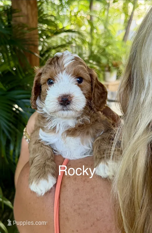 Mr. Rocky – Cavapoo puppy for sale in Miramar, FL