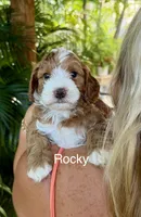 Mr. Rocky, a male Cavapoo for sale in Miramar, FL – 1 of 3