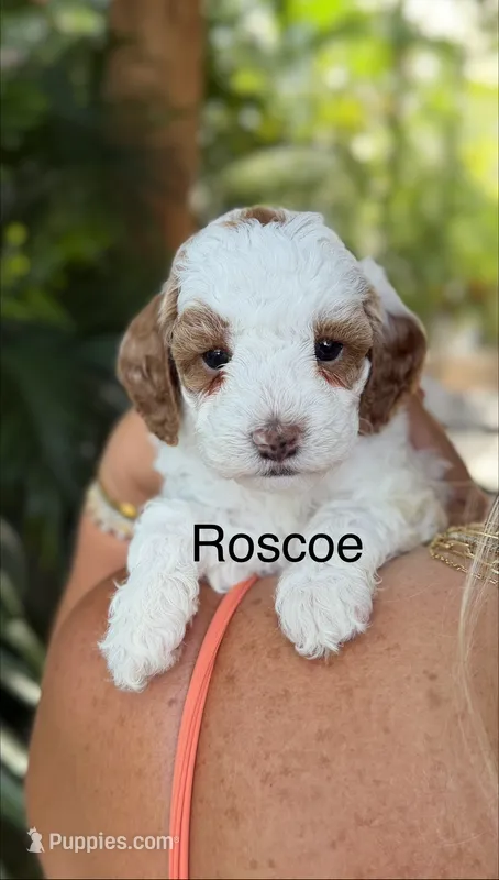 Mr. Roscoe  – Cavapoo puppy for sale in Miramar, FL