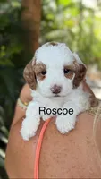 Mr. Roscoe , a male Cavapoo for sale in Miramar, FL – 1 of 2