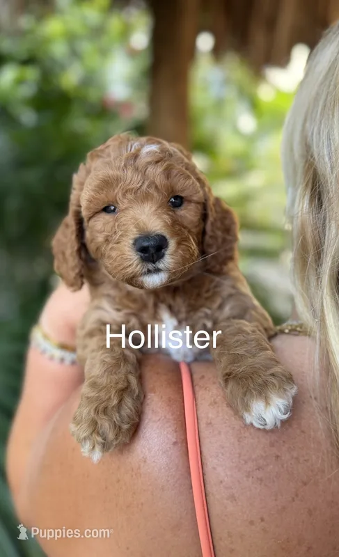 Mr. Hollister – Miniature Goldendoodle puppy for sale in Miramar, FL