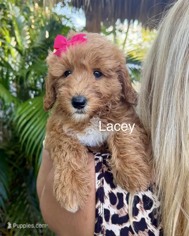 Mini Lacey
