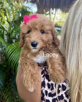 Mini Lacey, a female Miniature Goldendoodle for sale in Miramar, FL – Photo 1 of 2