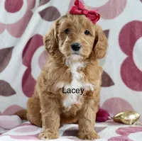 Mini Lacey, a female Miniature Goldendoodle for sale in Miramar, FL – Photo 2 of 2