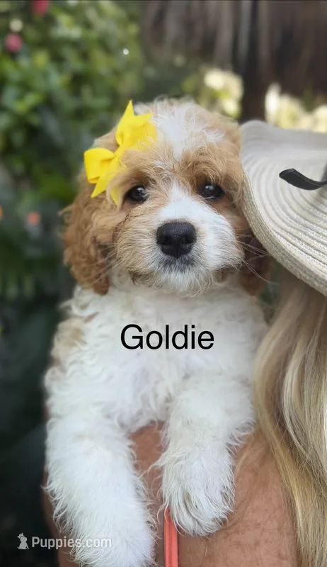 Goldie – Miniature Goldendoodle puppy for sale in Miramar, FL