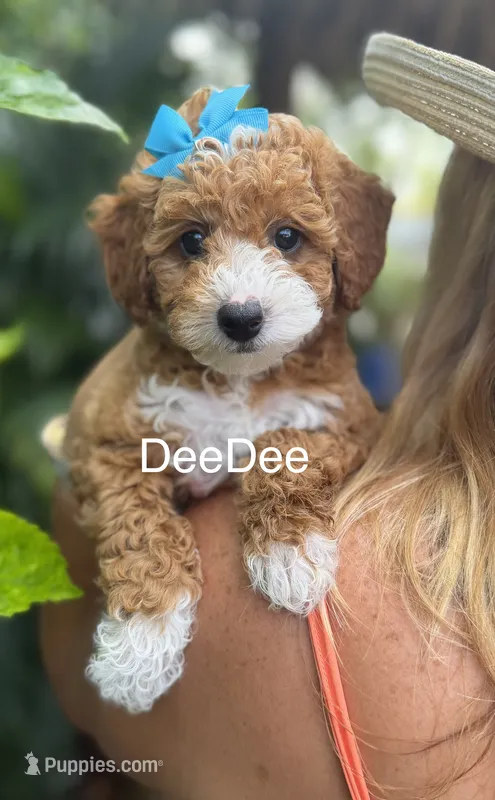 Deedee – Miniature Goldendoodle puppy for sale in Miramar, FL