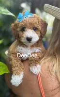 Deedee, a female Miniature Goldendoodle for sale in Miramar, FL – 1 of 4
