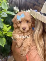 Diamond, a female Miniature Goldendoodle for sale in Miramar, FL – 1 of 4