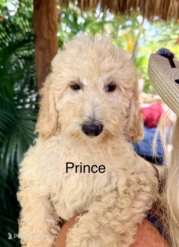 Mr. Prince – Miniature Goldendoodle puppy for sale in Miramar, FL