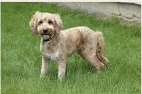 Mini Lennon, a male Miniature Goldendoodle for sale in Miramar, FL – Photo 3 of 4