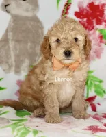 Mini Lennon, a male Miniature Goldendoodle for sale in Miramar, FL – Photo 2 of 4