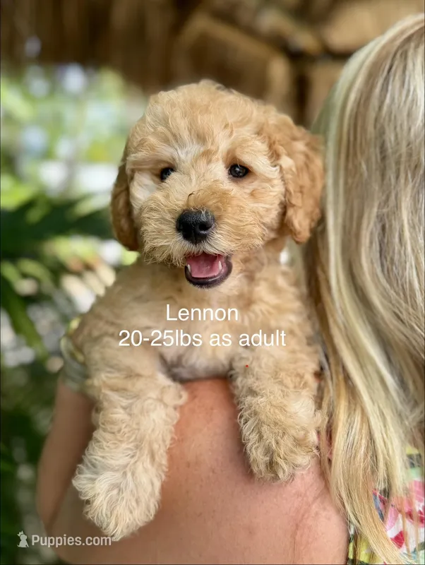 Mini Lennon – Miniature Goldendoodle puppy for sale in Miramar, FL