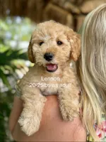 Mini Lennon, a male Miniature Goldendoodle for sale in Miramar, FL – Photo 1 of 4
