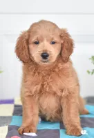 Ms Lucey, a female Miniature Goldendoodle for sale in Miramar, FL – 2 of 3