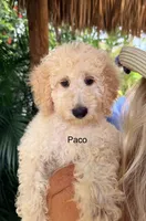 Mr. Peanut, a male Miniature Goldendoodle for sale in Miramar, FL – 2 of 4