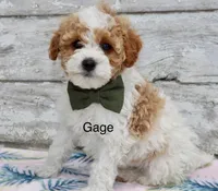 Gage, a male Miniature Goldendoodle for sale in Miramar, FL – 2 of 4
