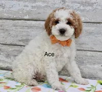 Ace, a male Miniature Goldendoodle for sale in Miramar, FL – 2 of 4