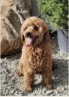 Mini Waylon, a male Miniature Goldendoodle for sale in Miramar, FL – Photo 2 of 3