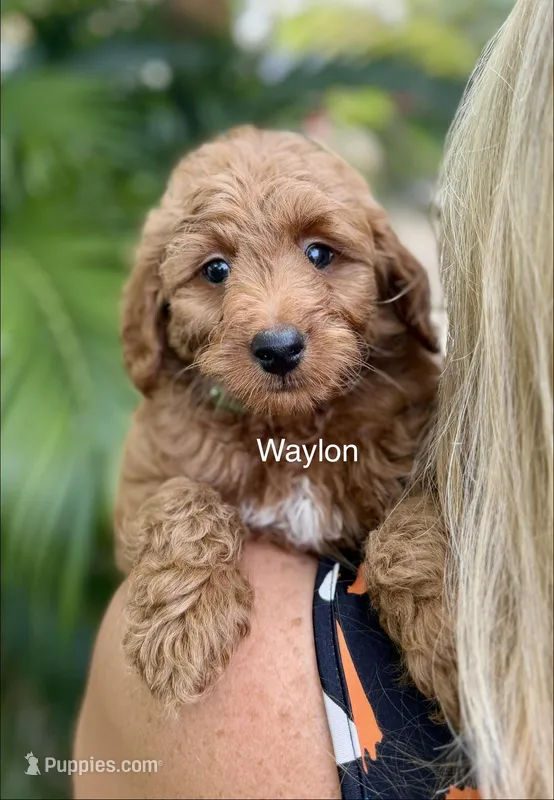 Mini Waylon