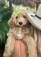 Ms. Dolly, a female Miniature Goldendoodle for sale in Miramar, FL – 1 of 4