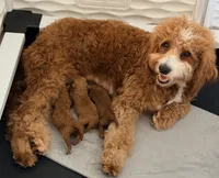 Mr. Bogey, a male Miniature Goldendoodle for sale in Miramar, FL – 6 of 6