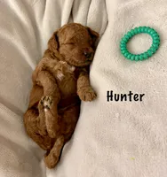 Mr Hunter, a male Miniature Goldendoodle for sale in Miramar, FL – 2 of 5