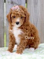 Ms Daisy, a female Miniature Goldendoodle for sale in Miramar, FL – 2 of 4