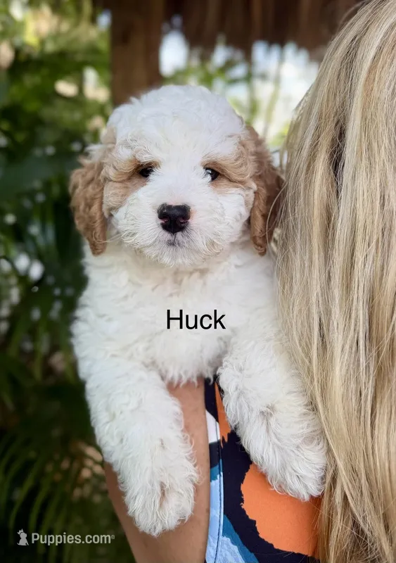 Mini Huck