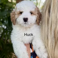 Mini Huck, a male Miniature Goldendoodle for sale in Miramar, FL – Photo 1 of 2
