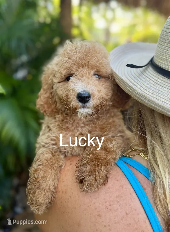 Mr. Lucky – Miniature Goldendoodle puppy for sale in Miramar, FL