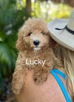 Mr. Lucky, a male Miniature Goldendoodle for sale in Miramar, FL – 1 of 3