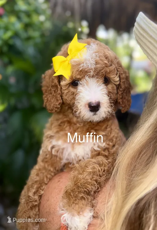 Muffin – Miniature Goldendoodle puppy for sale in Miramar, FL